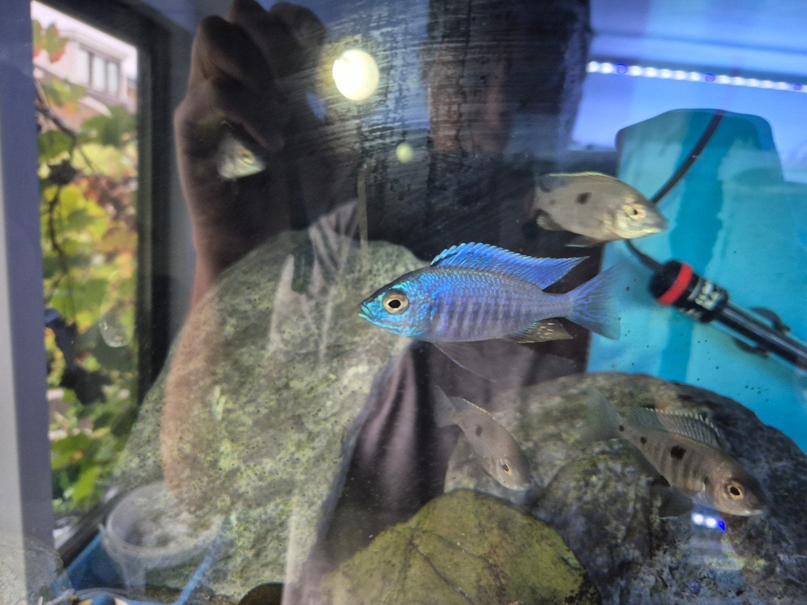 Malawi Copadichromis azureus, Dieren en Toebehoren, Vis