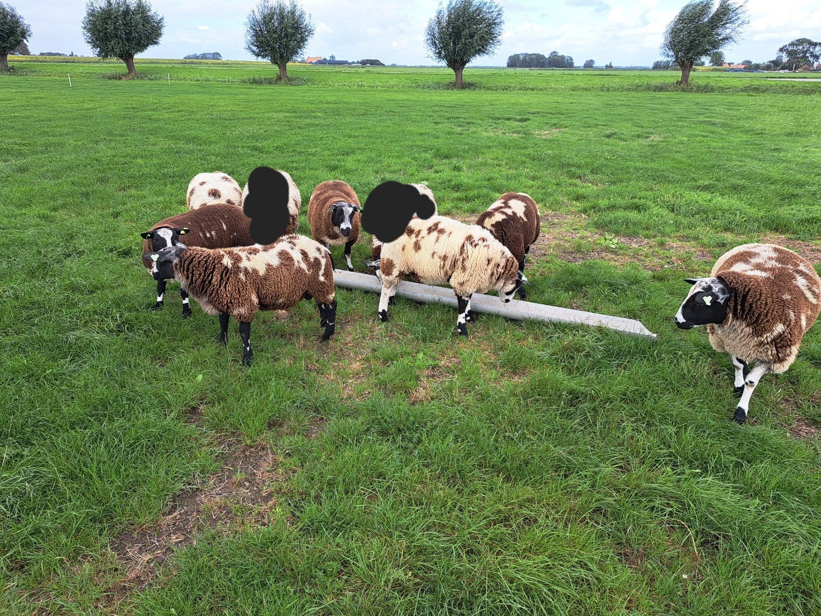 te koop beste bonte dekrammen, Mannelijk, Schaap