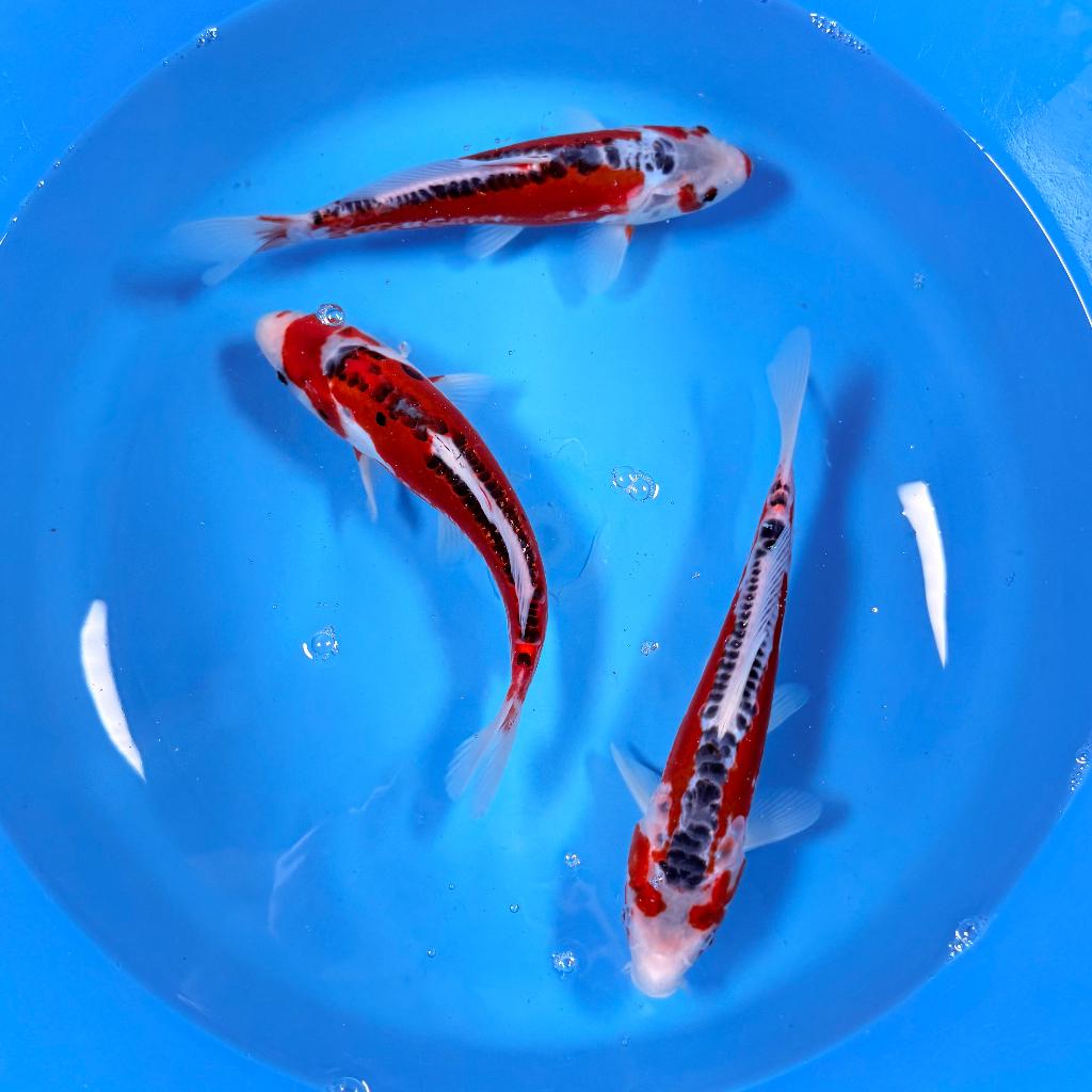 Shusui Tosai | 20-25cm | Kawakami | Japan koi, Dieren en Toebehoren, Karper of Koi