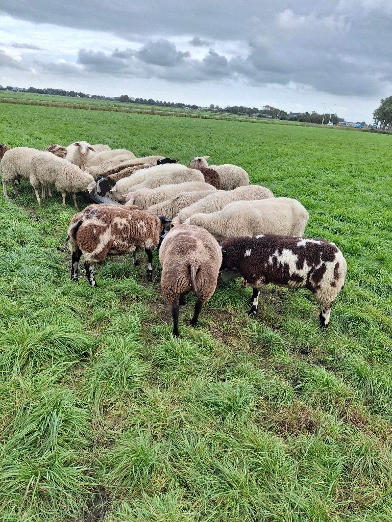Ned.bonte Schapen, Dieren en Toebehoren, Vrouwelijk, Schaap, 0 tot 2 jaar