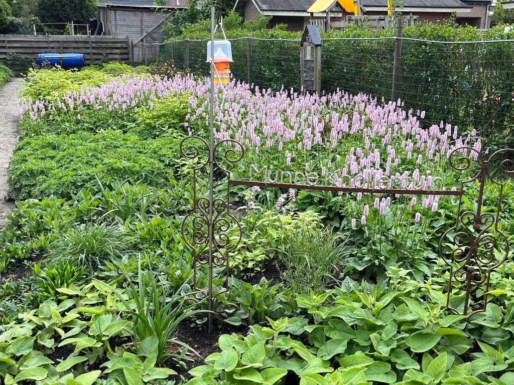 Persicaria bistorta 'Superba', Volle zon, Vaste plant, Lente, Ophalen