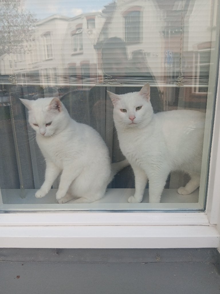 2 lieve katten zoeken een nieuw thuis!, Poes, Ontwormd, 3 tot 5 jaar