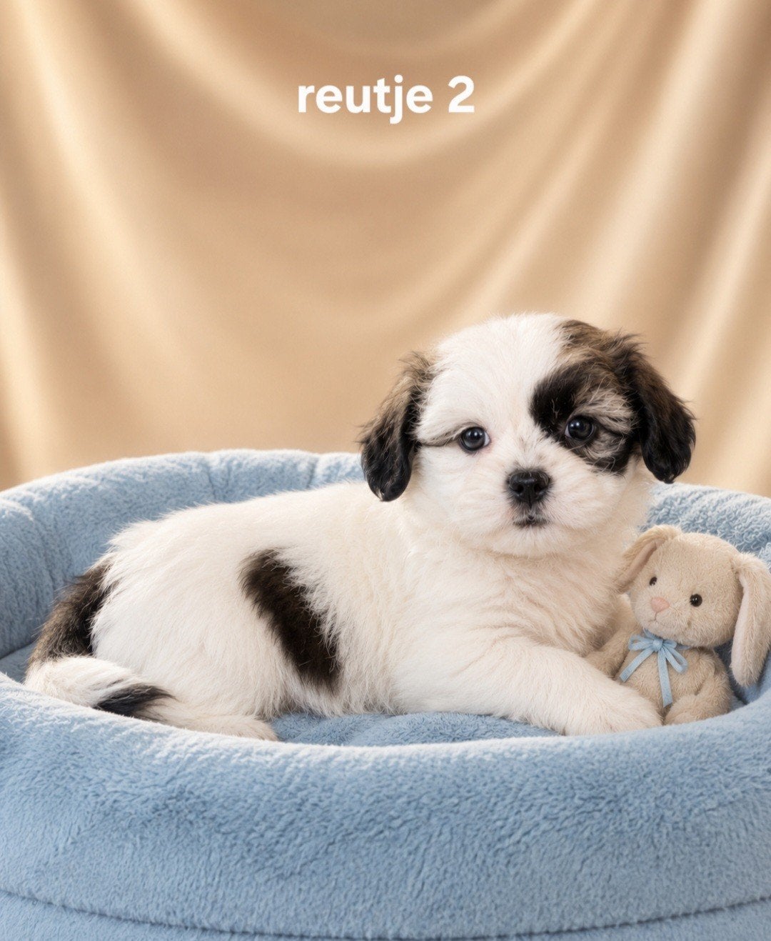 Super mooie boomer pups shih tzu maal maltezer, Dieren en Toebehoren, Parvo, Overige rassen, 8 tot 15 weken, Meerdere