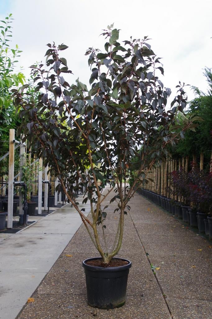 meerstammige japanse sierkers prunus royal burgundy, Tuin en Terras, Ophalen, In pot, Volle zon, Overige soorten