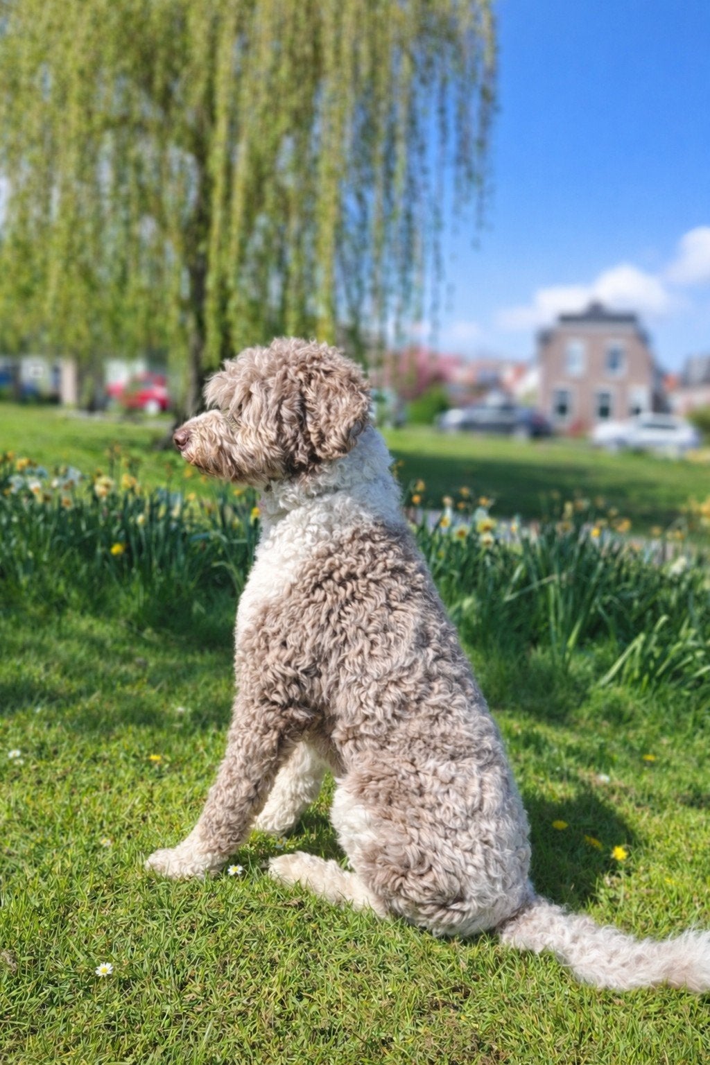 Lieve labradoodle, 1 tot 2 jaar, Eén hond, Nederland, Particulier
