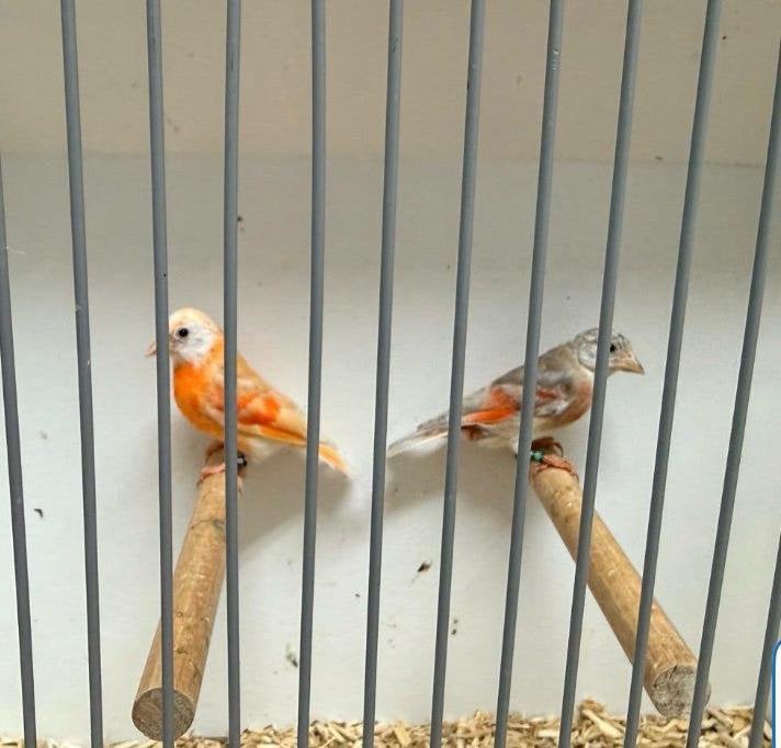 Kapoetsensijs isabel X dubbelpastel, Meerdere dieren, Wildzangvogel, Geringd