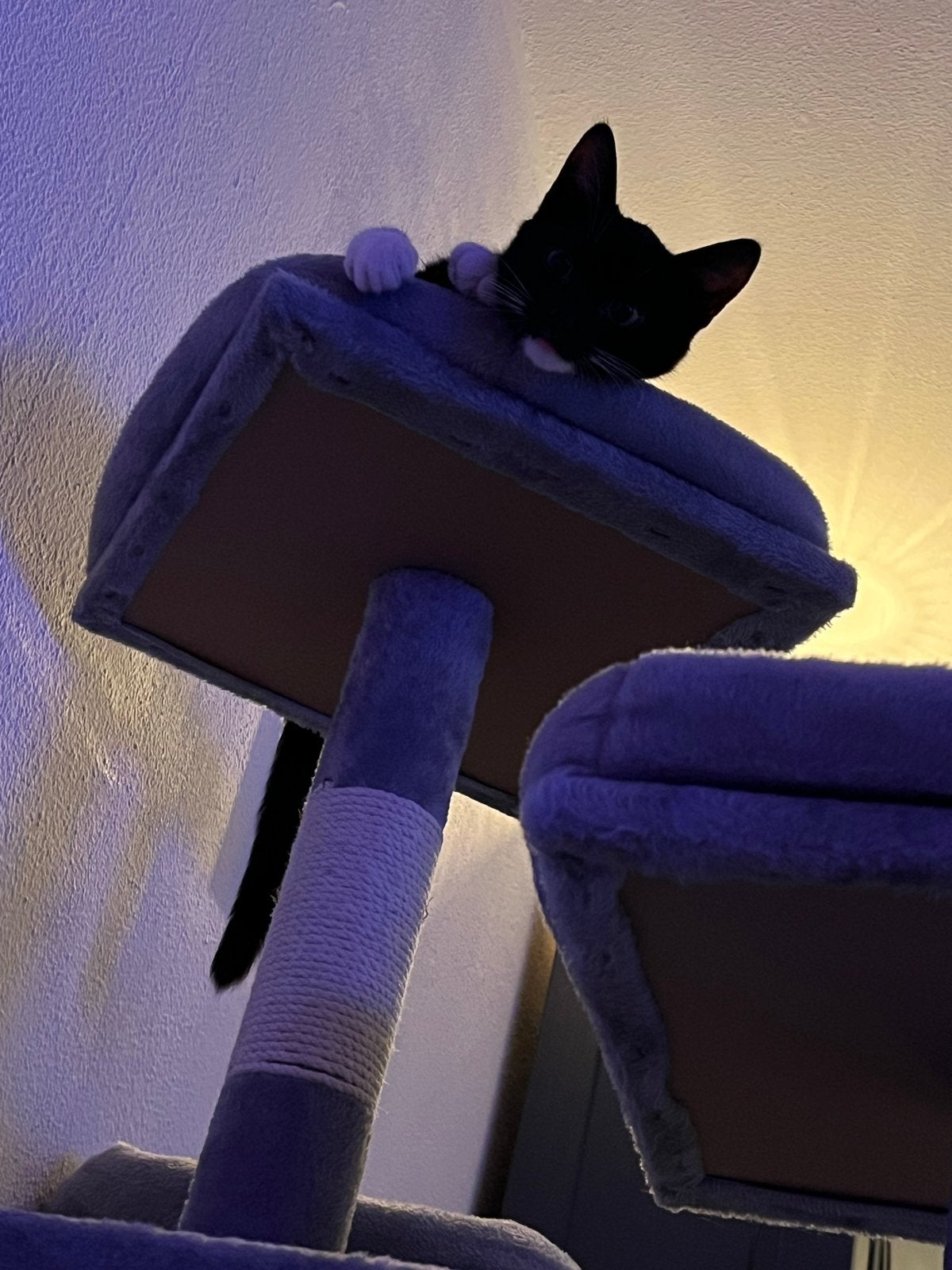 Loena, lieve poes, Poes, Kortharig, 0 tot 2 jaar