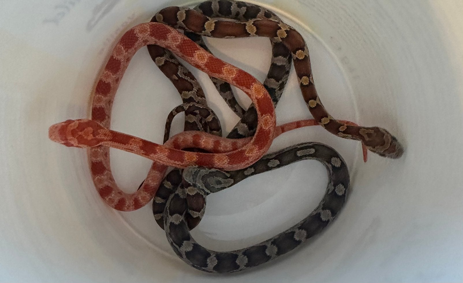 Rattenslangen nk ‘25 Rat Snake - female for sale from MDil