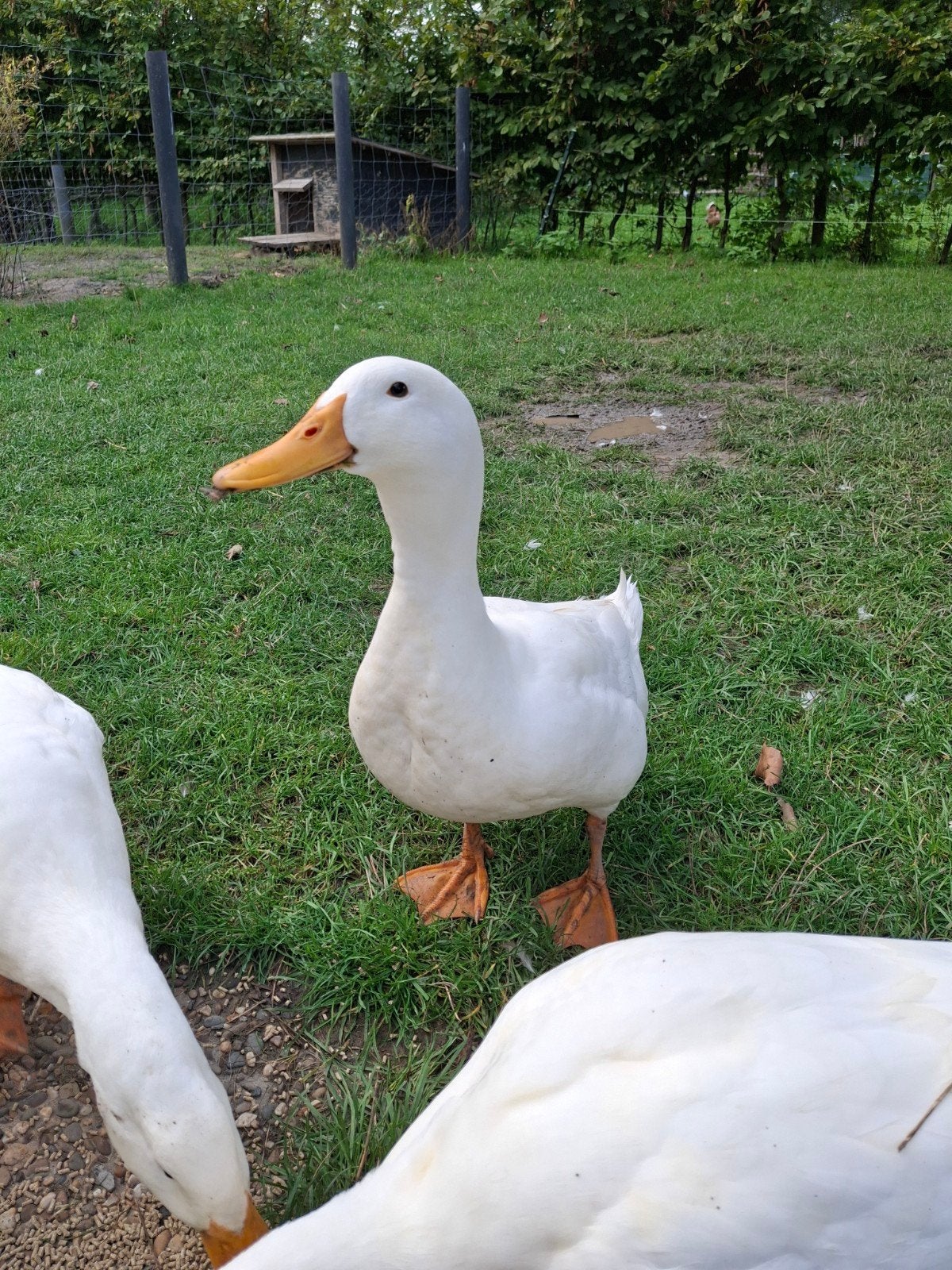 te koop 2 mooie woerden, Dieren en Toebehoren, Mannelijk, Eend