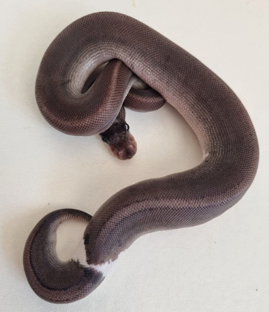 0.1 8 ball ( clown gravel spotnose ) koningspython Ball Python - female for sale from Snakesnballoons