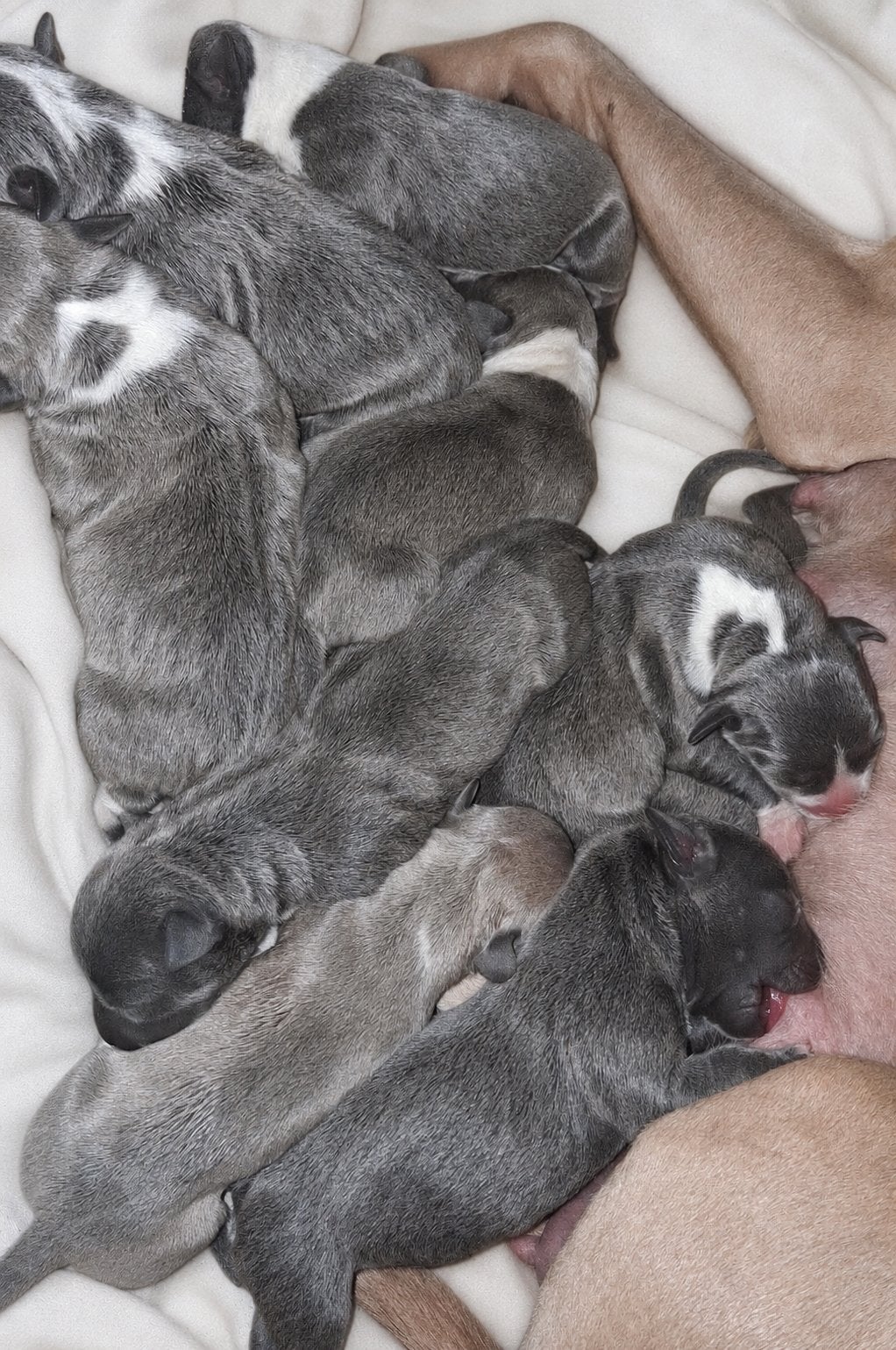 Amerikaanse stafford pups, American Staffordshire Terriër, Meerdere, Meerdere dieren, Nederland