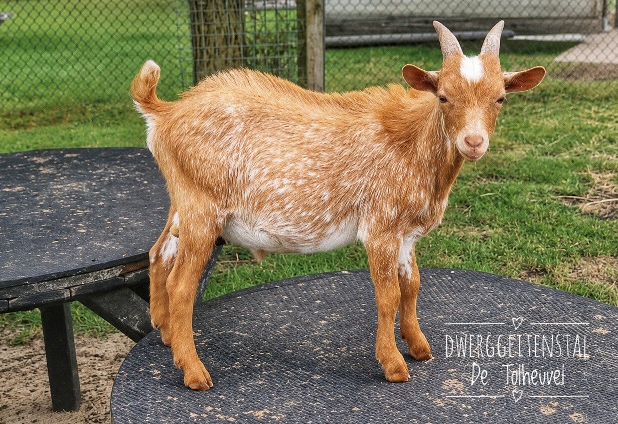 Prachtige jonge hermelijn bokjes., Dieren en Toebehoren, Schapen, Geiten en Varkens, Mannelijk, Geit, 0 tot 2 jaar