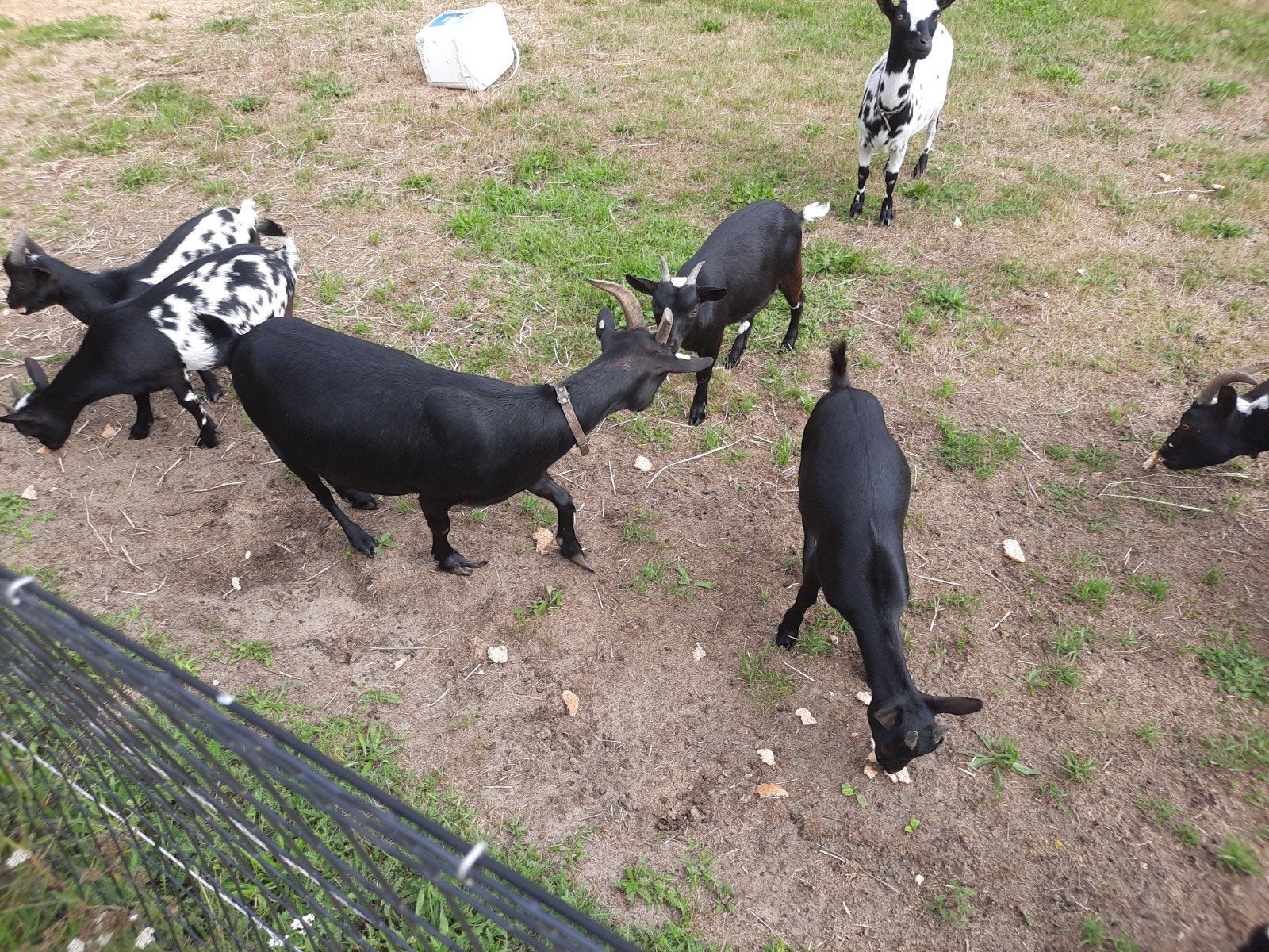 Zwarte geit, Dieren en Toebehoren, Schapen, Geiten en Varkens, Vrouwelijk, Geit