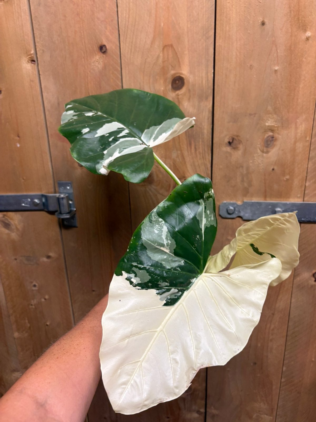 Alocasia macrorrhiza plant albo white wit variegata, Huis en Inrichting, Kamerplanten, Ophalen of Verzenden, Halfschaduw, Minder dan 100 cm