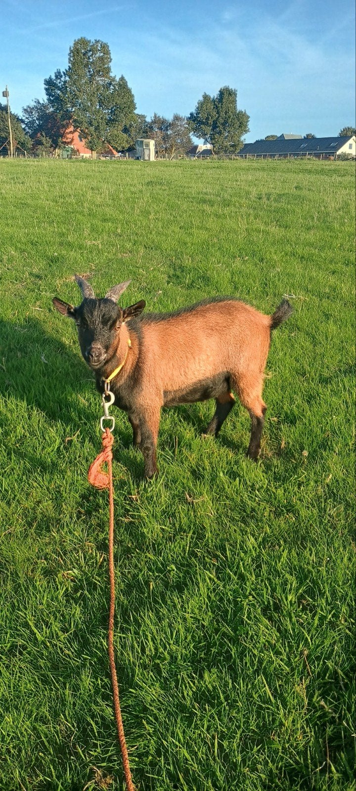 dwergbok dwergbokjes bok, Dieren en Toebehoren, Mannelijk, Geit