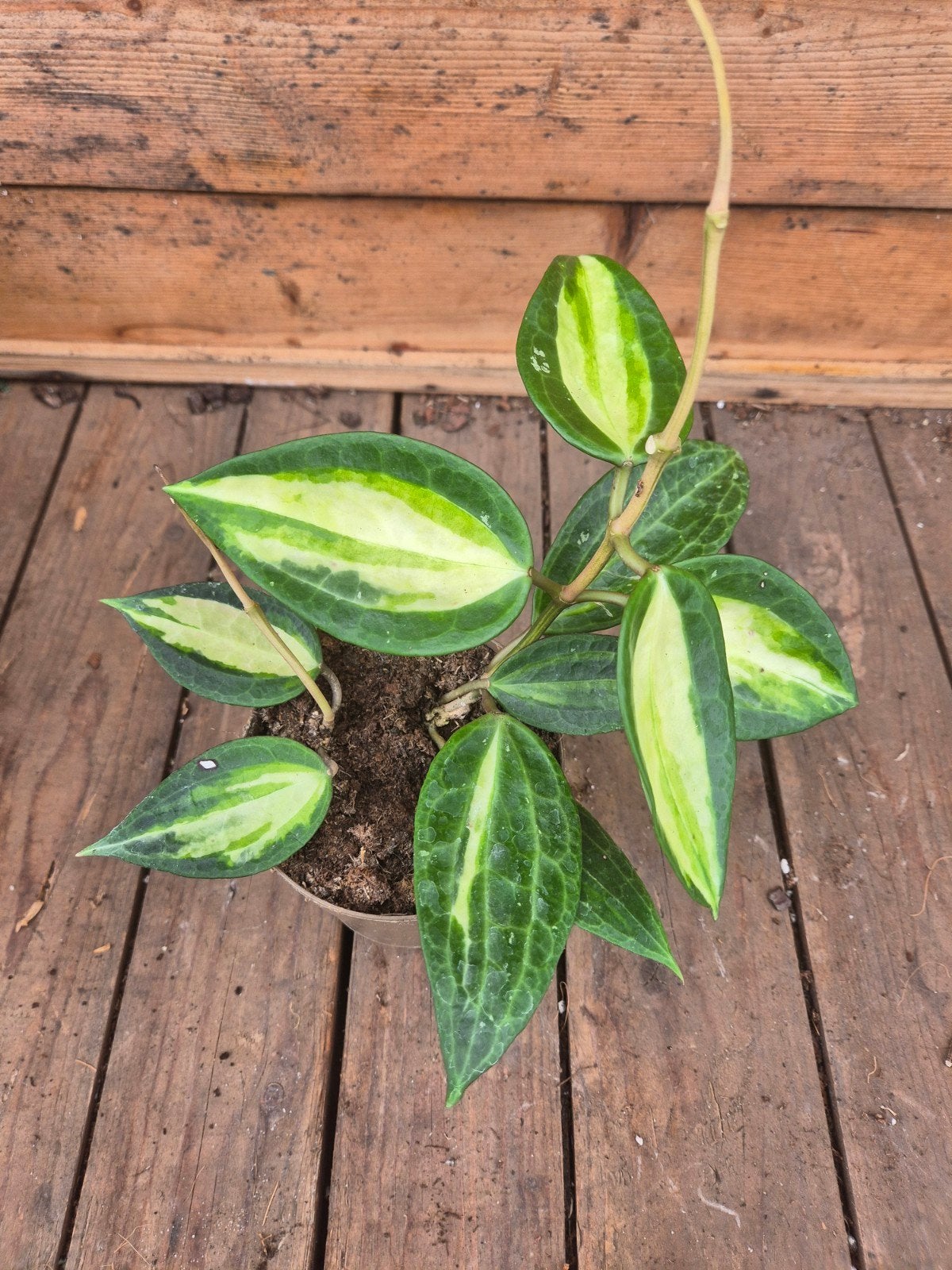 Hoya Pot of Gold p12 (4), Huis en Inrichting, Kamerplanten, Ophalen of Verzenden, Halfschaduw, Minder dan 100 cm