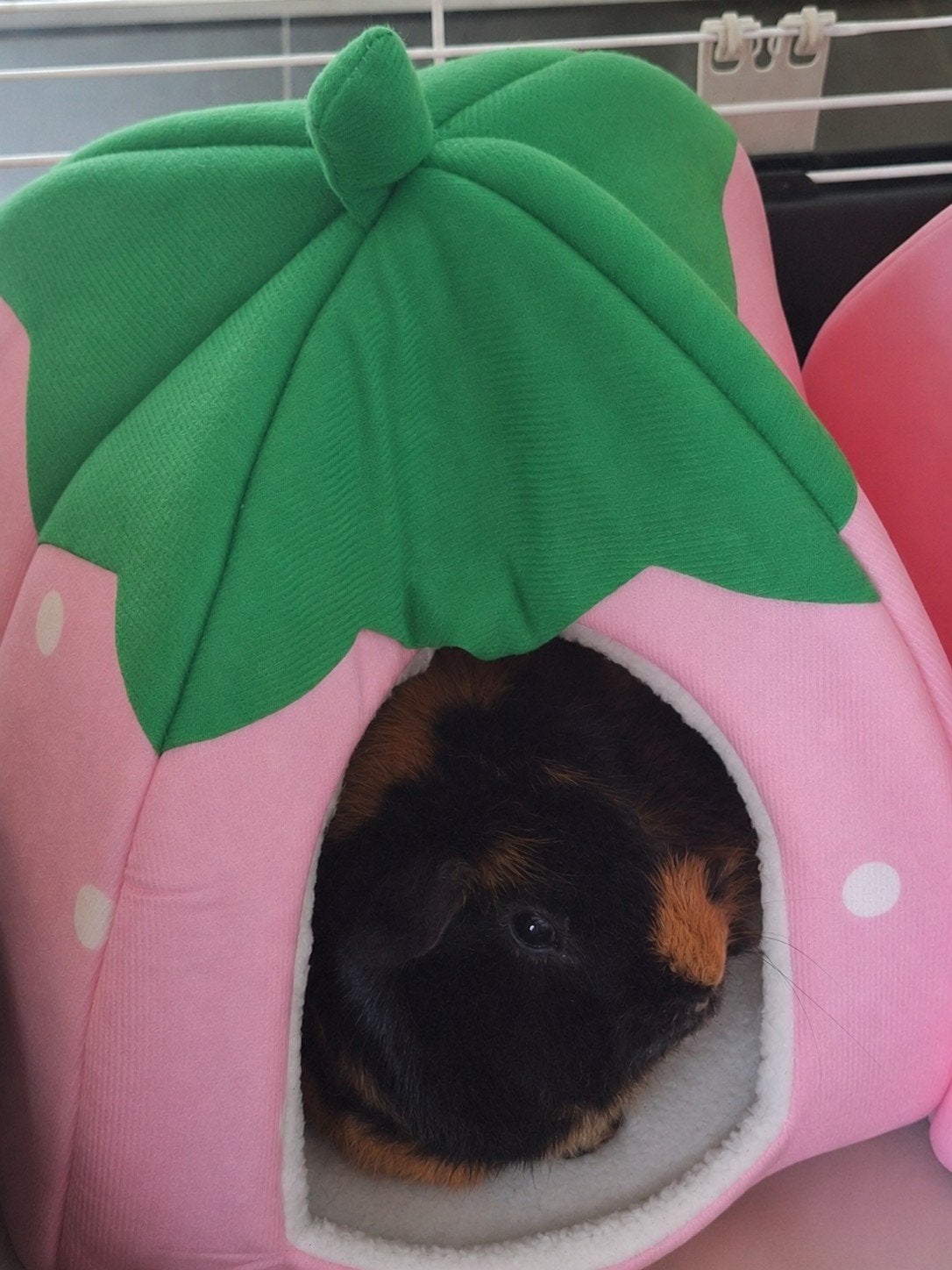 2 leuke cavia's, met kooi en toebehoren., Januari, Mannelijk, Cavia