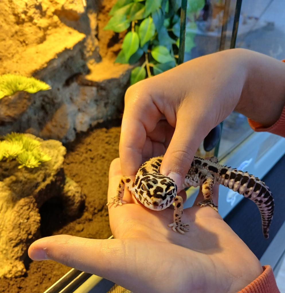 Luipaard gekko + terrarium Leopard Gecko - female for sale from Carolien