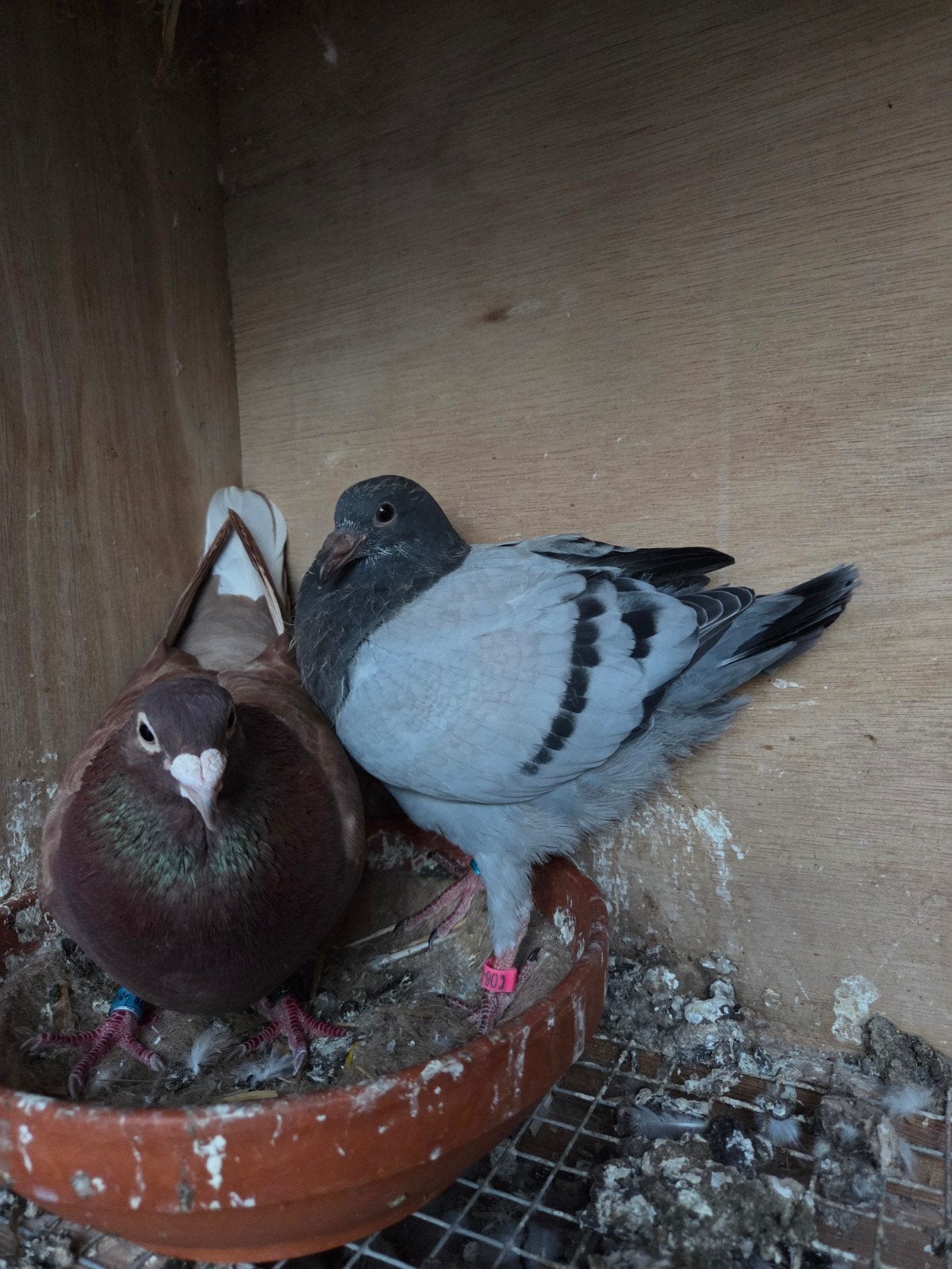 Mooi blauw topduifje, Dieren en Toebehoren, Vogels | Duiven, Mannelijk, Postduif