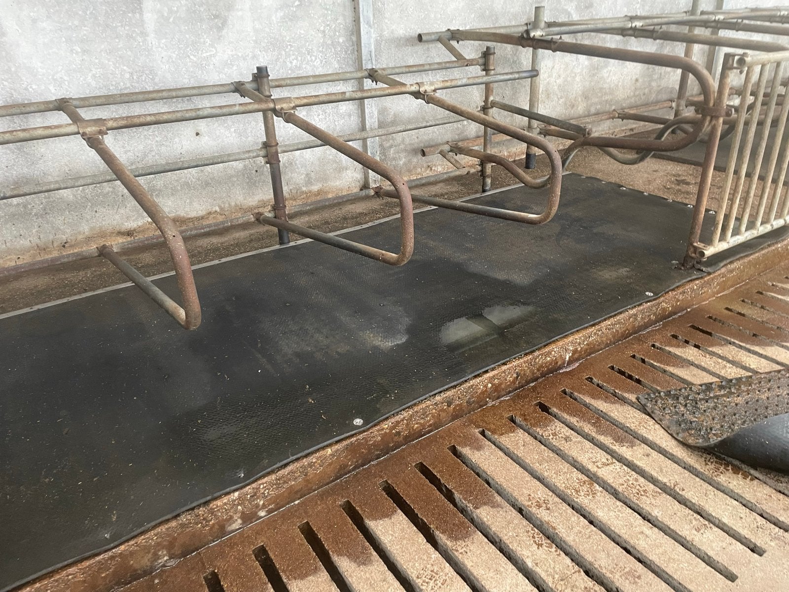 Rubberen matten voor pinken/kalfjes, Ophalen of Verzenden