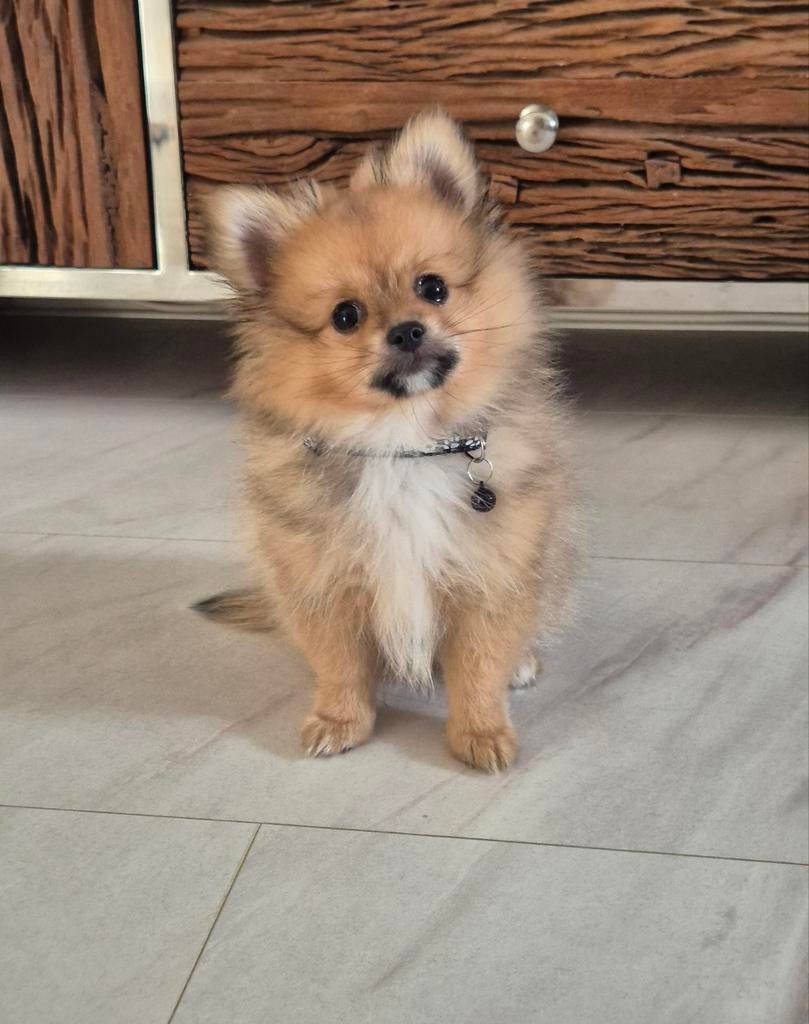 Prachtige pomchi pup bearface echt een beertje, Reu, 8 tot 15 weken, Parvo, Eén hond