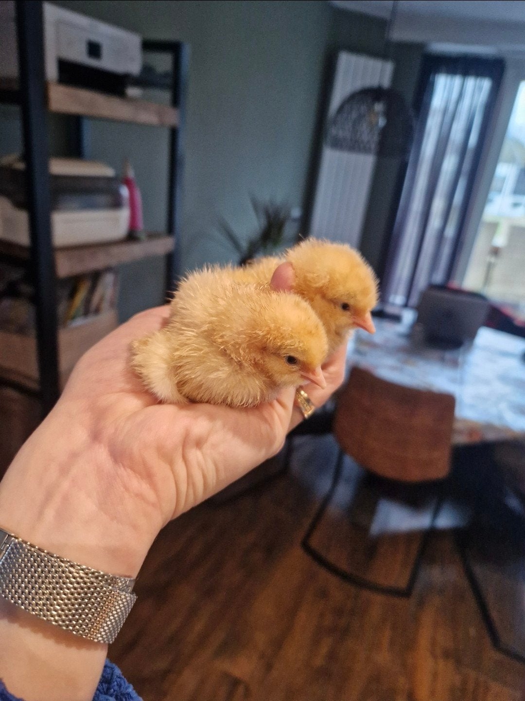 Orpington buff kuikens groot, Geslacht onbekend, Kip