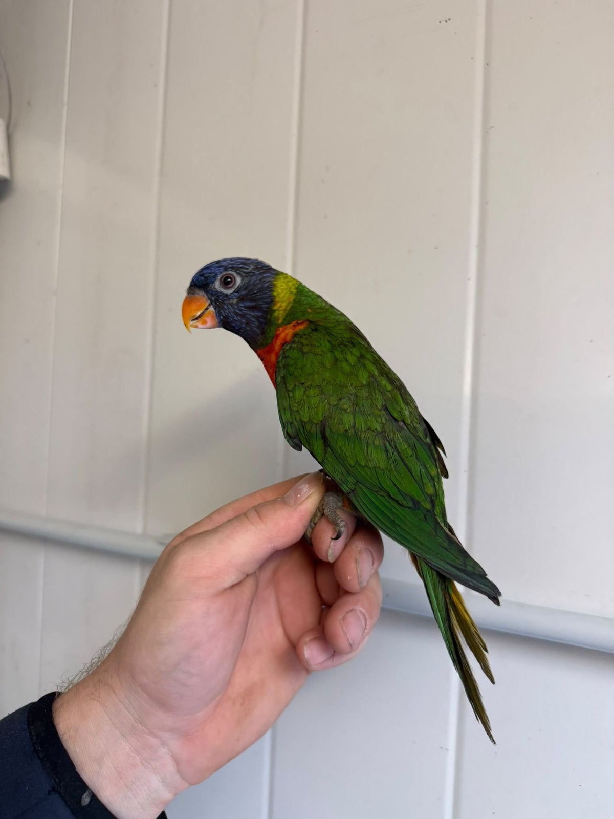 Handtamme lori van de blauwe bergen, Geslacht onbekend, Papegaai, Tam