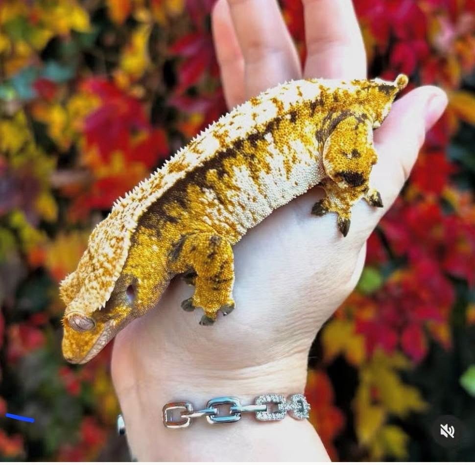 Wimpergekko 0.1 vrouw top prijs, Hagedis, 0 tot 2 jaar