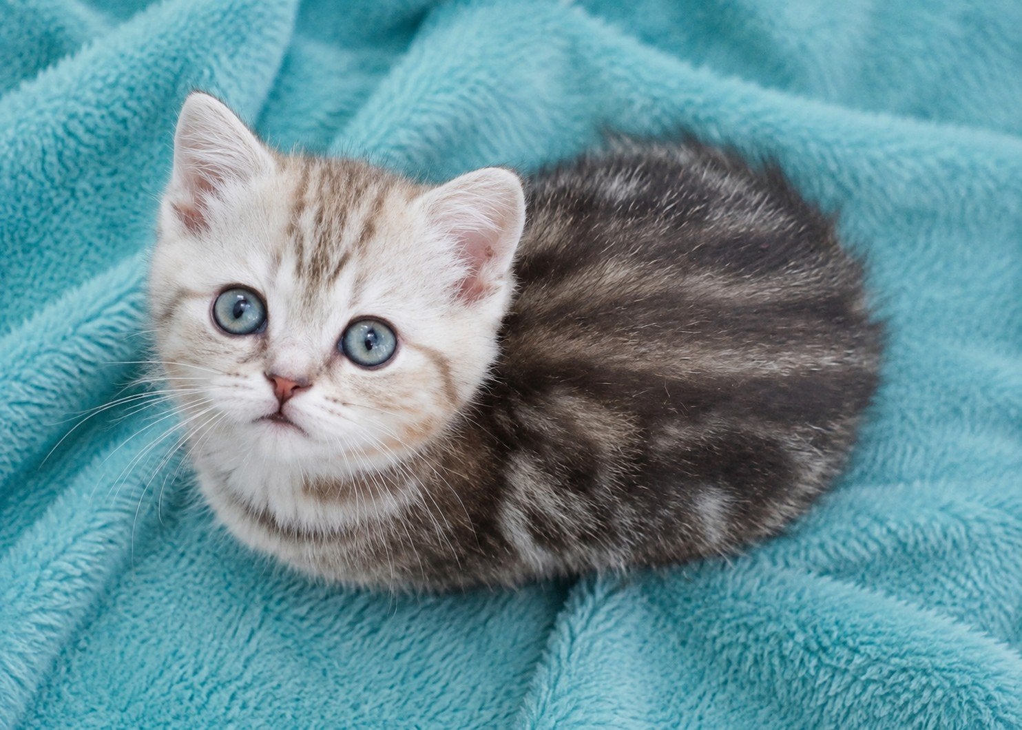 Brits Langhaar/ Korthaar gold +silver tabby blotched kittens, Dieren en Toebehoren, Poes, 0 tot 2 jaar