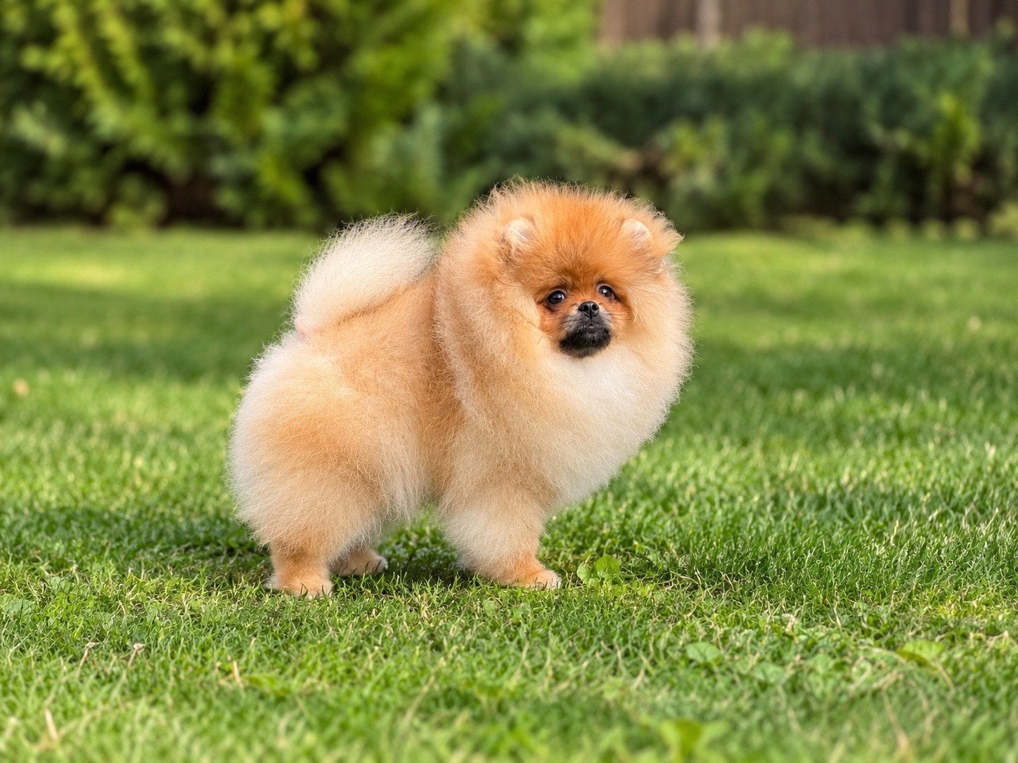 Prachtige Pomeriaan puppy met teddybeer-uitstraling, België, Particulier, Keeshond, 15 weken tot 1 jaar