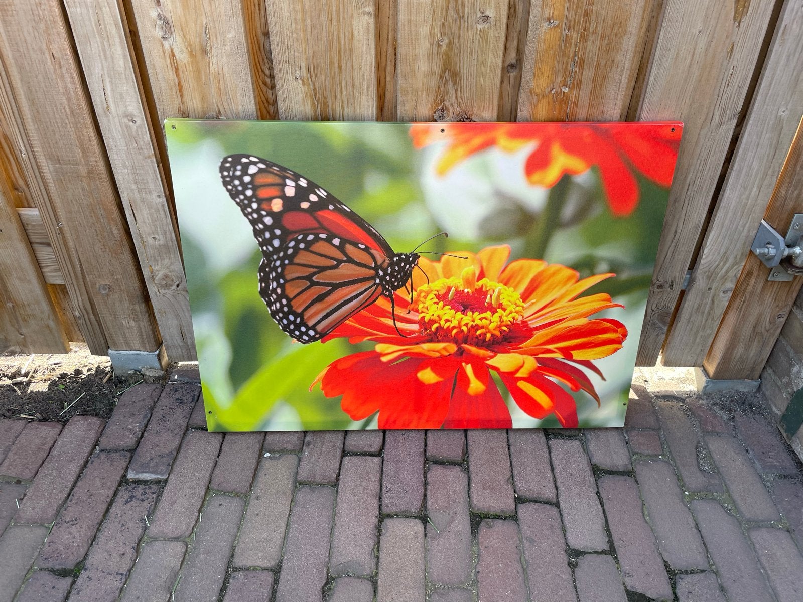 Vlinder op bloem canvas schilderij, 50 – 75, Gebruikt, Ophalen of Verzenden, Schilderij