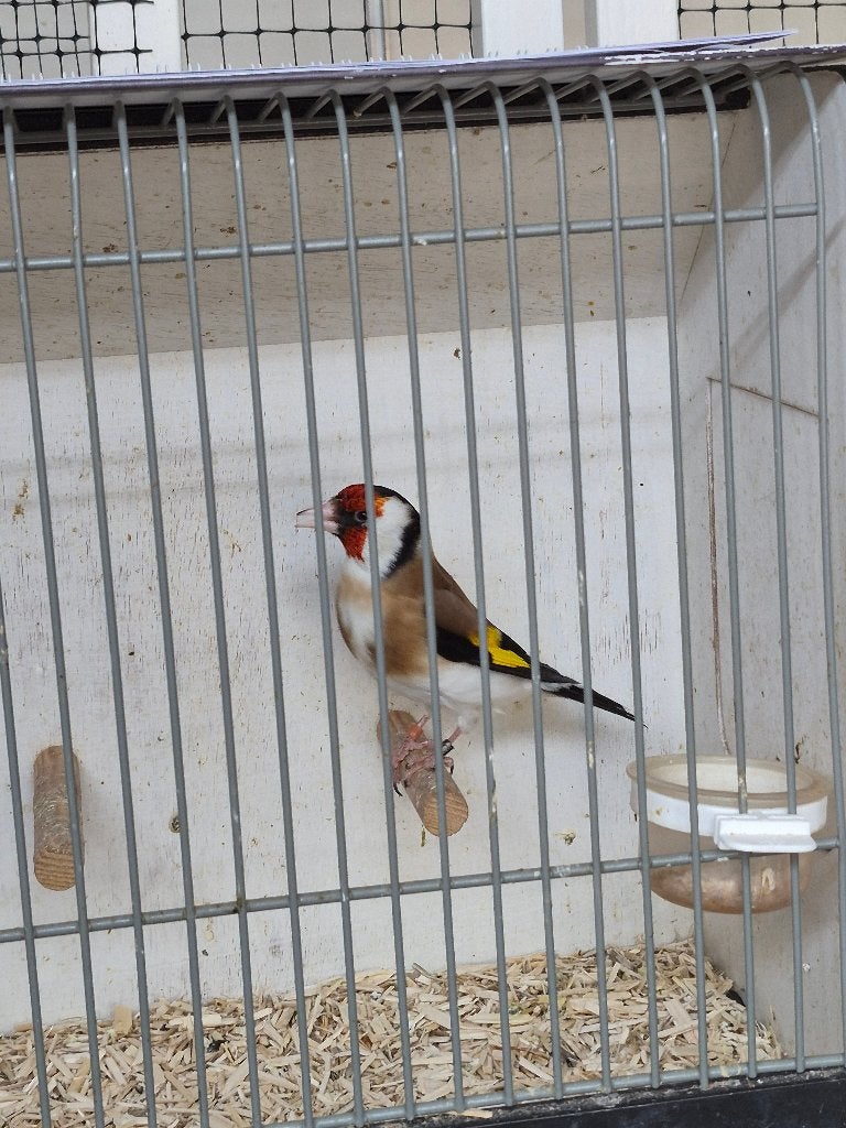 MAJOOR PUTTER WILDKLEUR 2025  ZIE ADVERTENTIE TEKST, Mannelijk, Wildzangvogel, Geringd