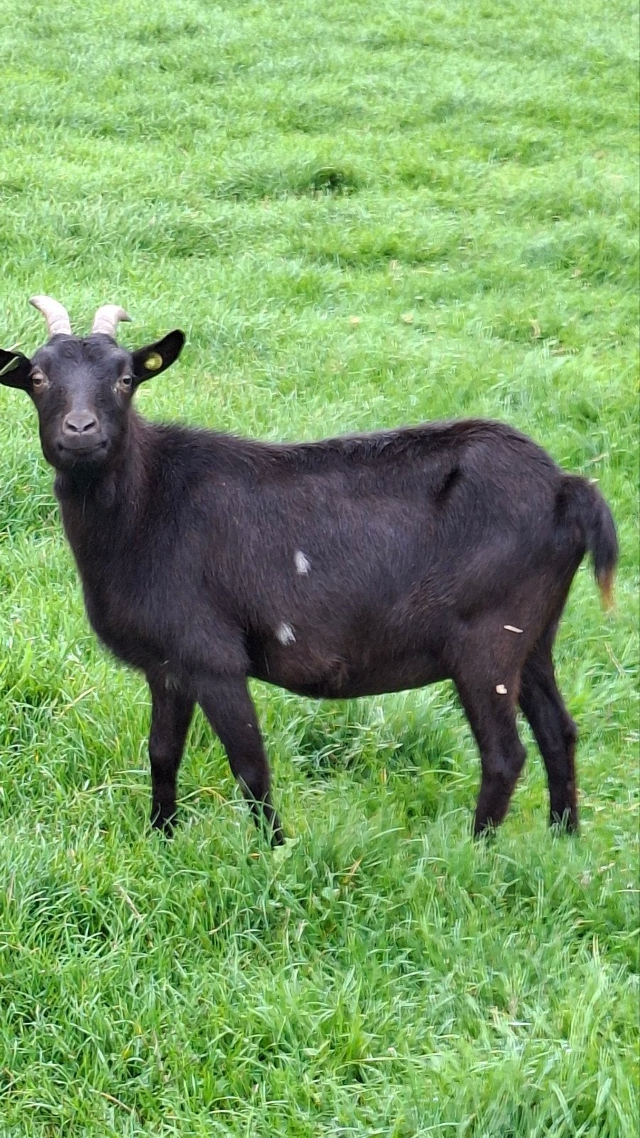 geit en geite bokje., Dieren en Toebehoren