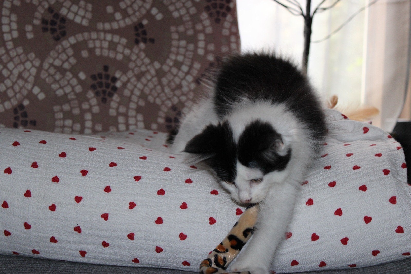 raskittens. bieden!! mogen nu mee., Kater, Langharig, 0 tot 2 jaar