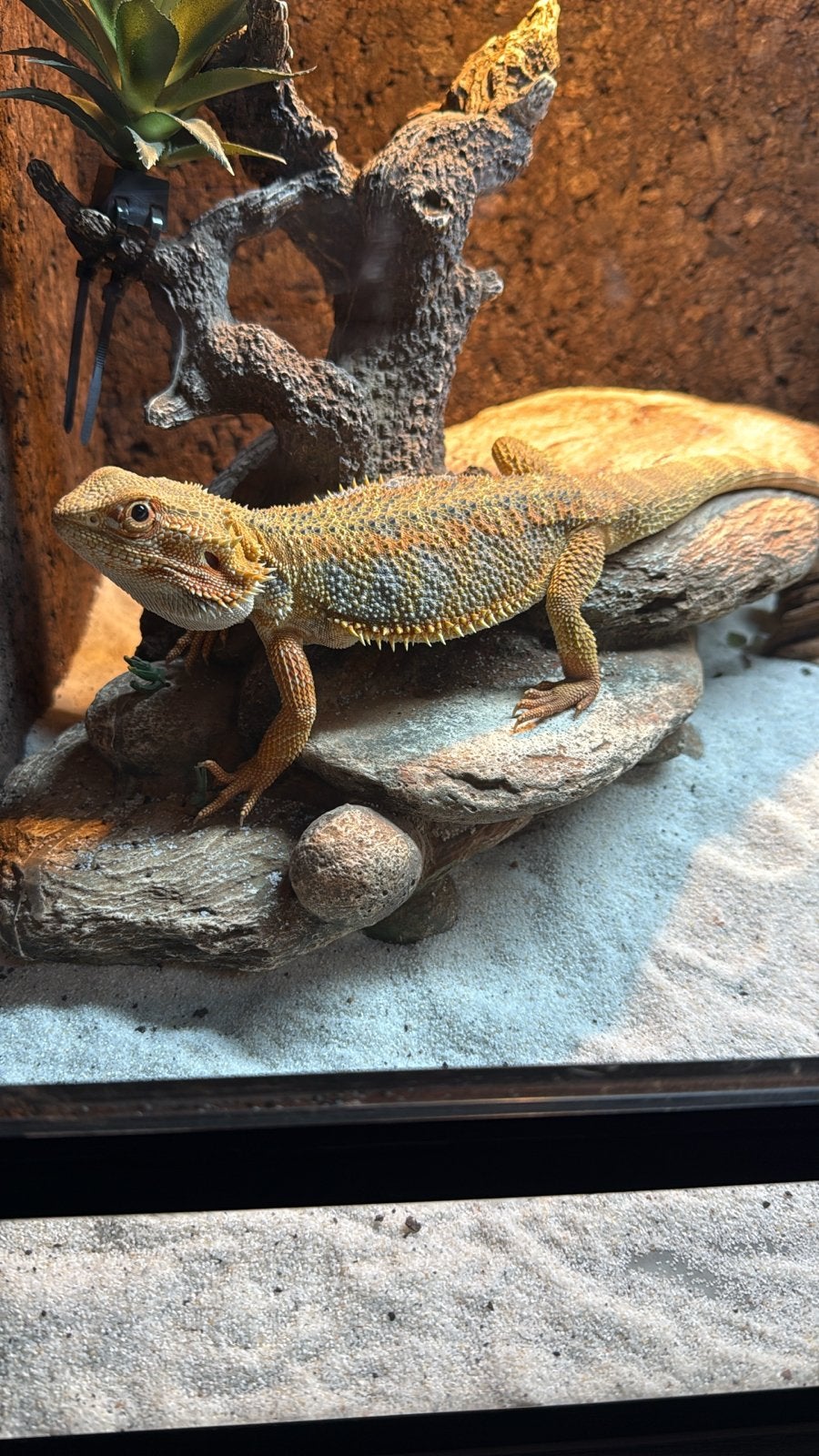 Baardagaam met terarium te koop Bearded Dragon photo 8