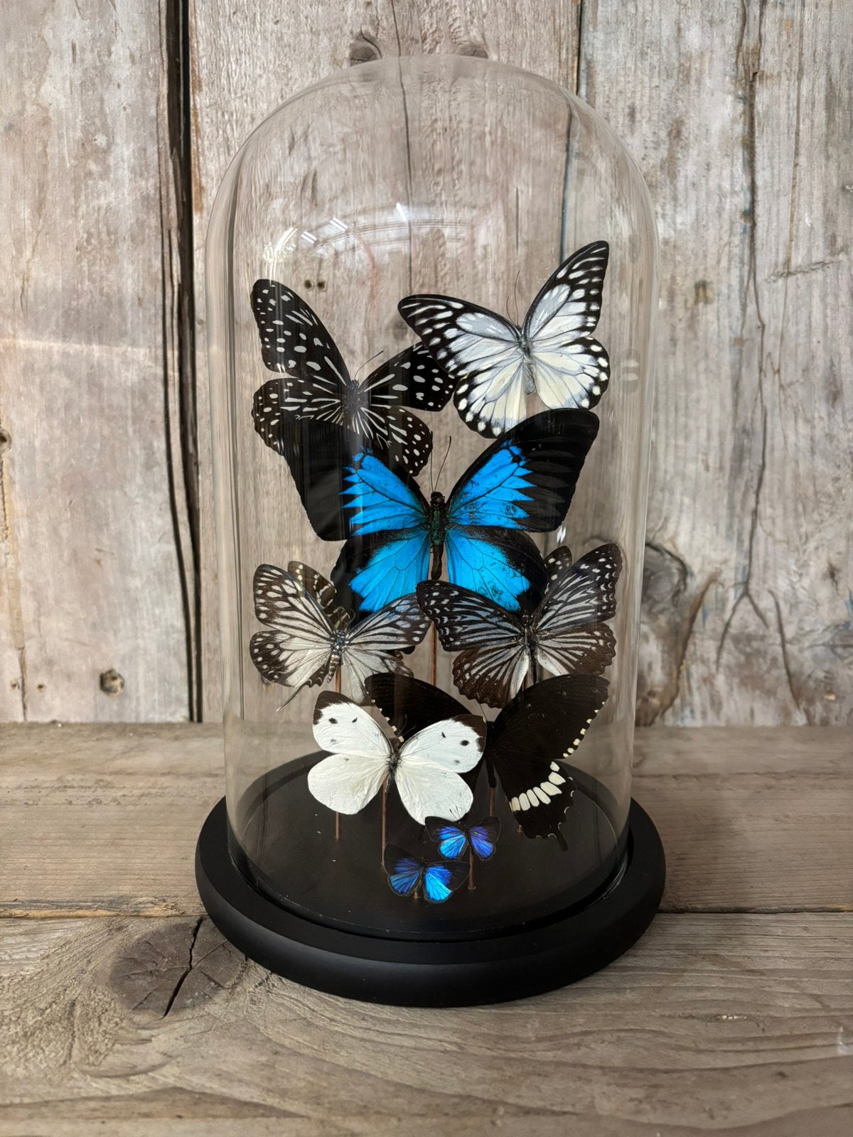 Mooie stolp met diverse vlinders! (o.a. Papilio Ulysses), Ophalen of Verzenden, Nieuw, Insect, Opgezet dier