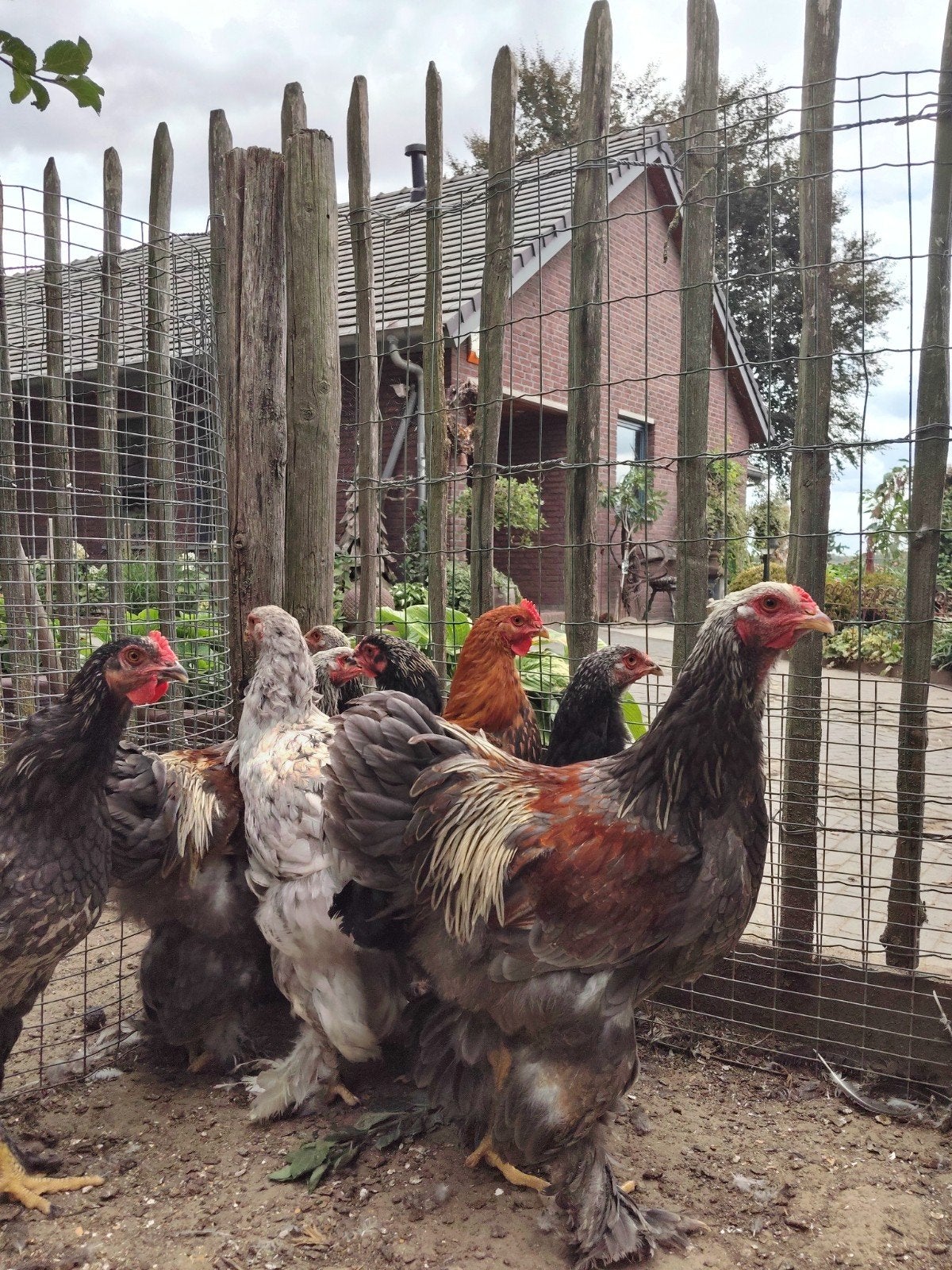 Brahma hanen, Dieren en Toebehoren, Pluimvee, Mannelijk, Kip