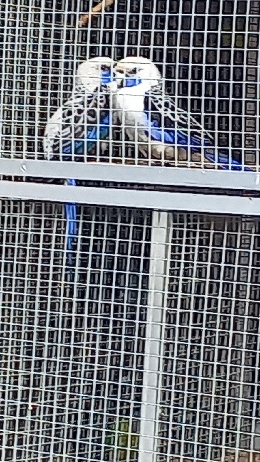 Penant   rosella    blauw   3.5 jaar, Dieren en Toebehoren, Meerdere dieren, Parkiet, Geringd