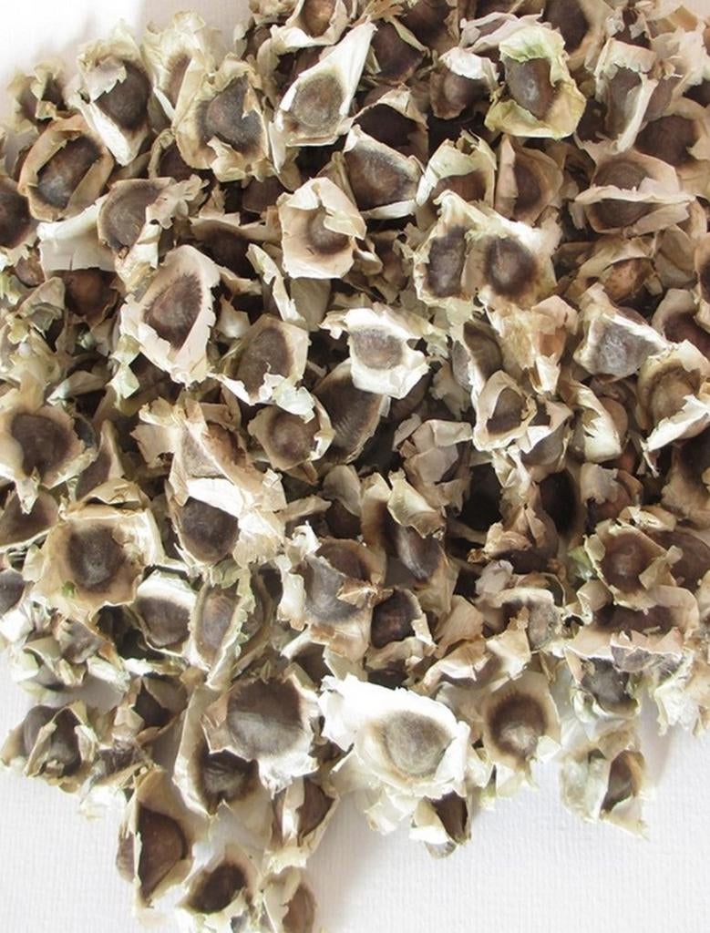 Moringa Zaden – Superfood & Plant in één!, Ophalen of Verzenden, Volle zon