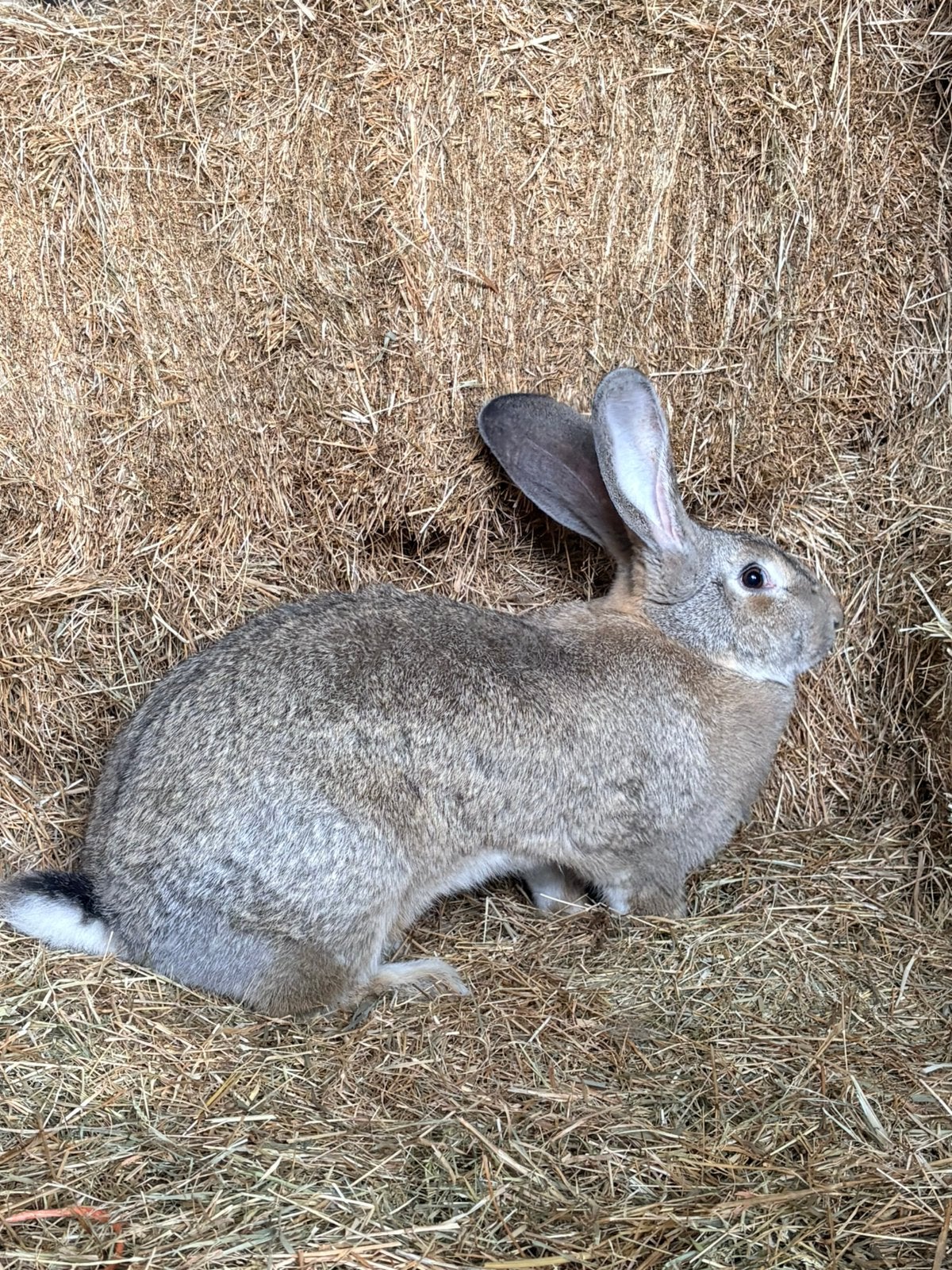 Vlaamse reus & dwergkonijntje, Meerdere dieren, Groot