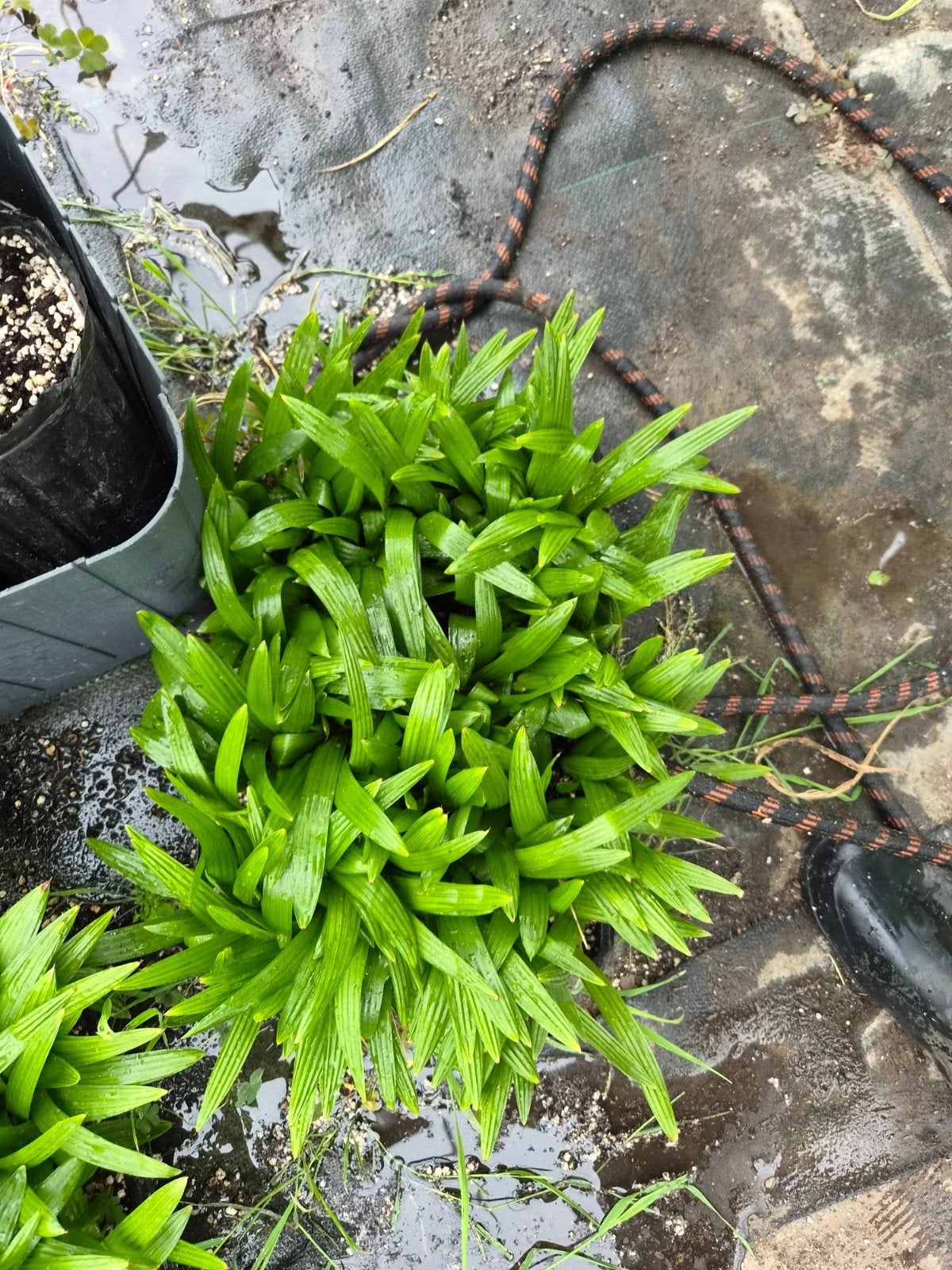 Trachycarpus Fortunei Zaailingen - Tray met eenjarigen, Overige soorten, Volle zon, Eenjarig, Ophalen of Verzenden