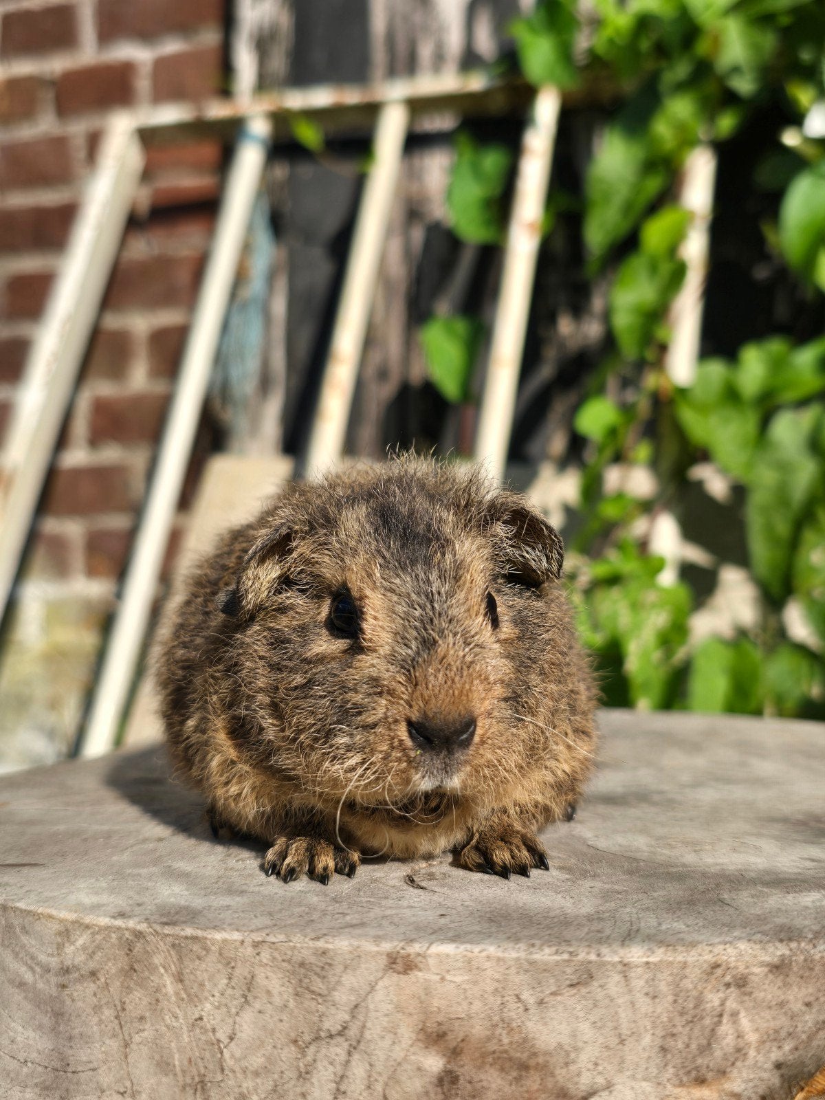 Cavia zeugjes en beertjes, Dieren en Toebehoren, Knaagdieren, Cavia, Juni, Meerdere dieren, Tam