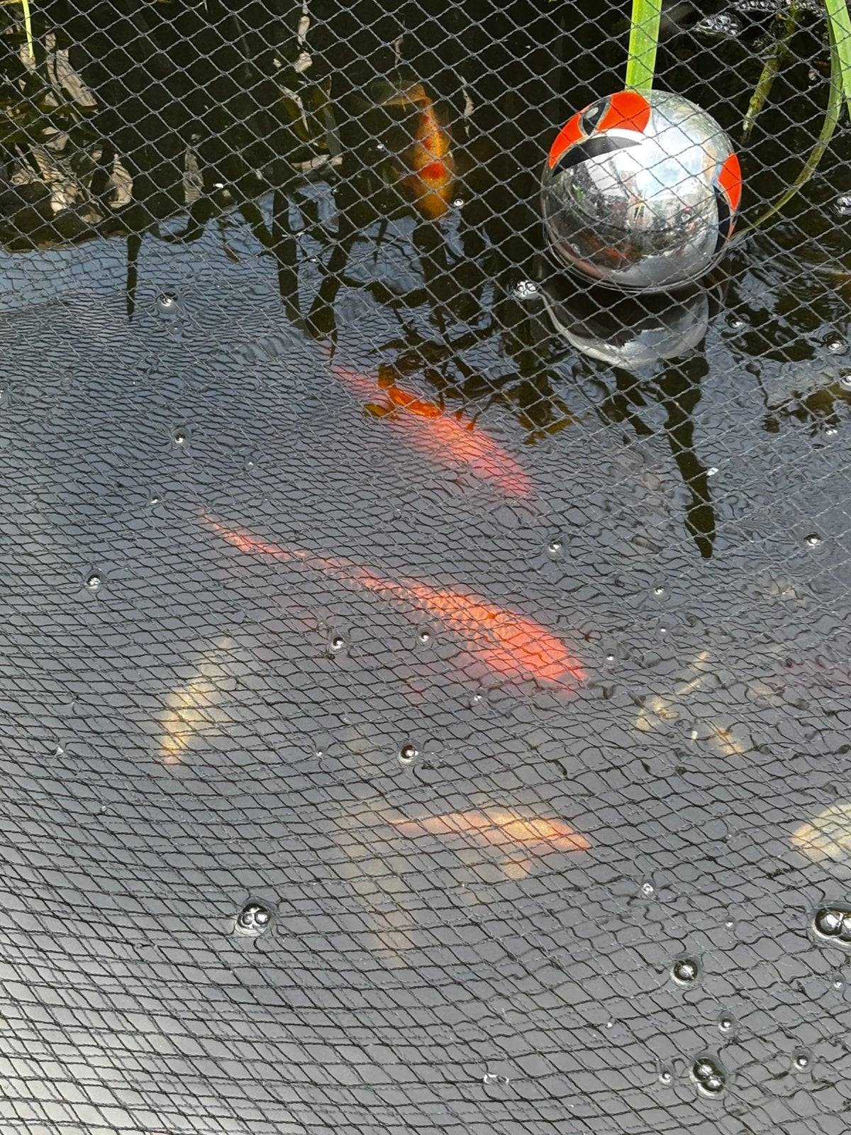 2 goude koi, Karper of Koi