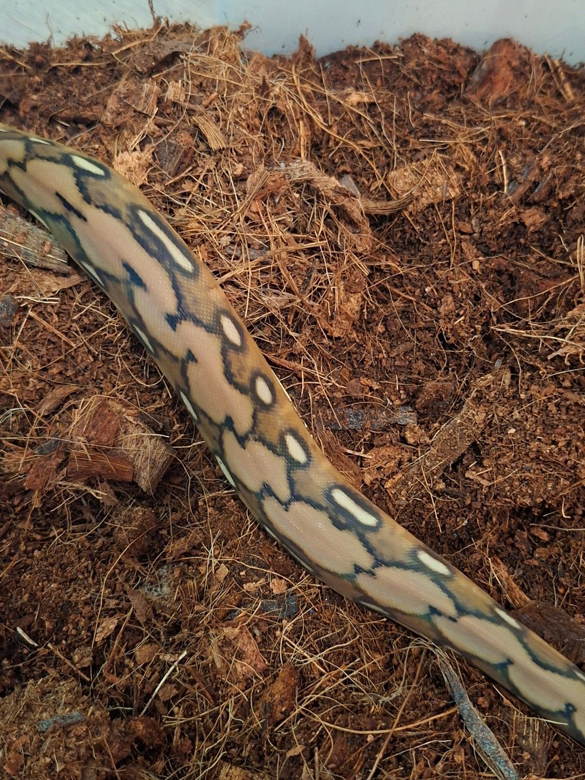 python reticulatus nk26  sunfire tiger het.purple Reticulated Python - unknown for sale from Twan