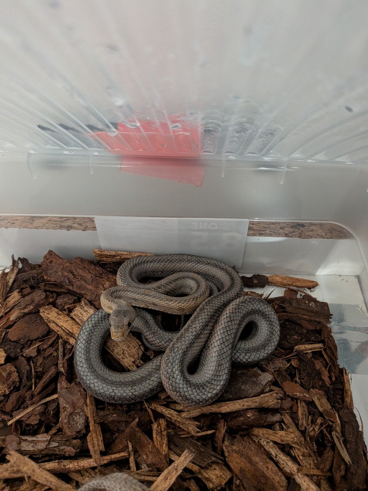 Pantherophis bairdi  0.1 het hypo cb2024 Rat Snake photo 3