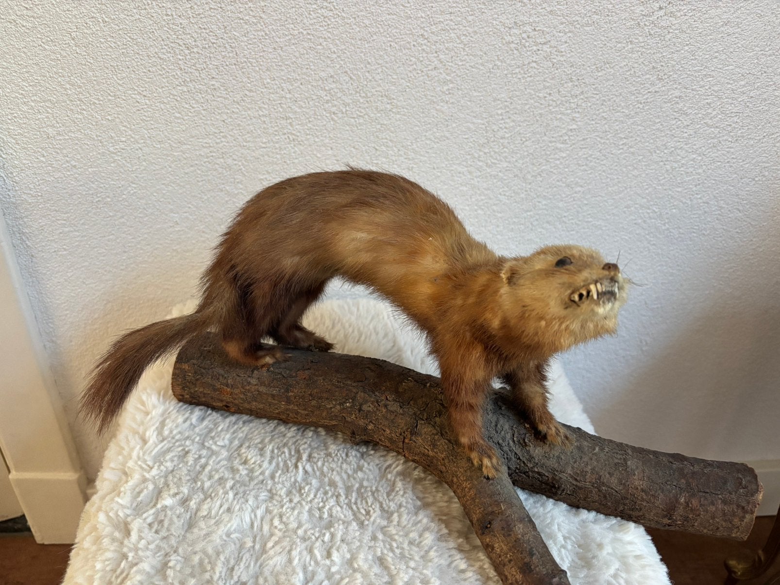 Opgezette bunzing fret op houten stam 20x37 cm taxidermie, Ophalen of Verzenden, Zo goed als nieuw, Vogel, Opgezet dier