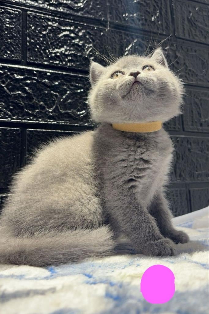 Britse korthaar kittens, Dieren en Toebehoren, Meerdere dieren, Ontwormd, 0 tot 2 jaar