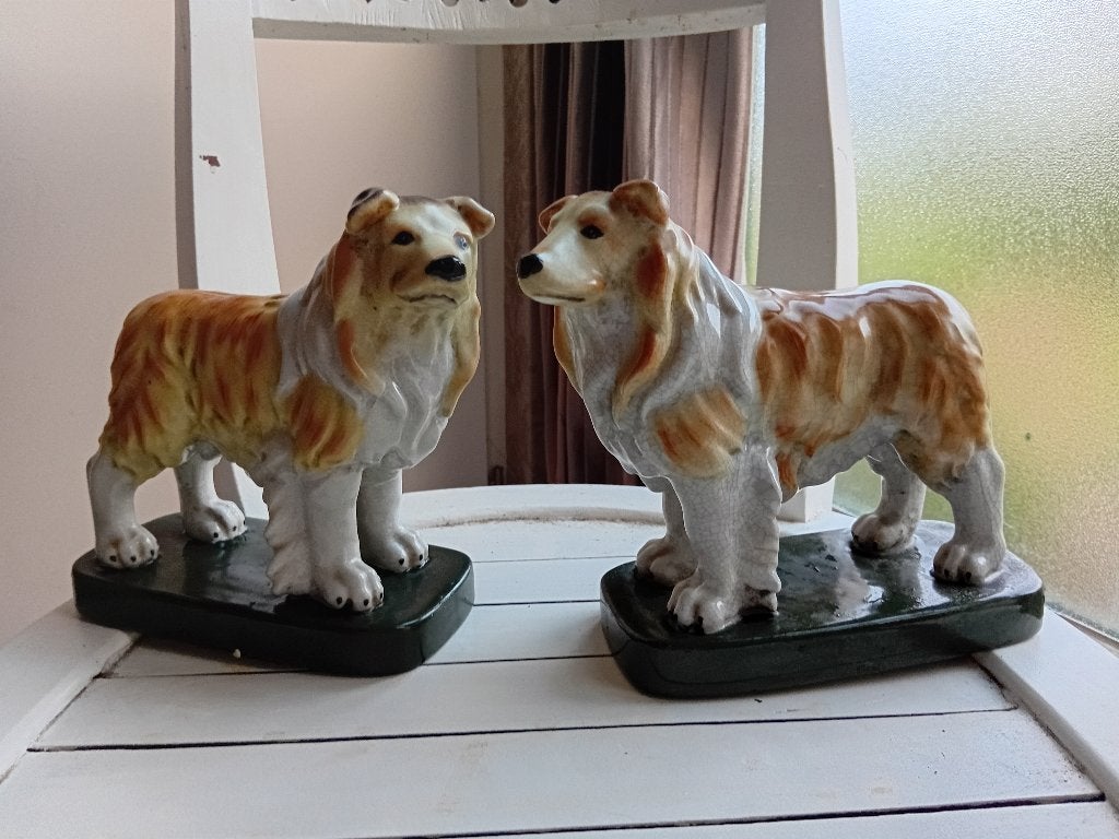 schotse collies, Ophalen, Gebruikt, Dier
