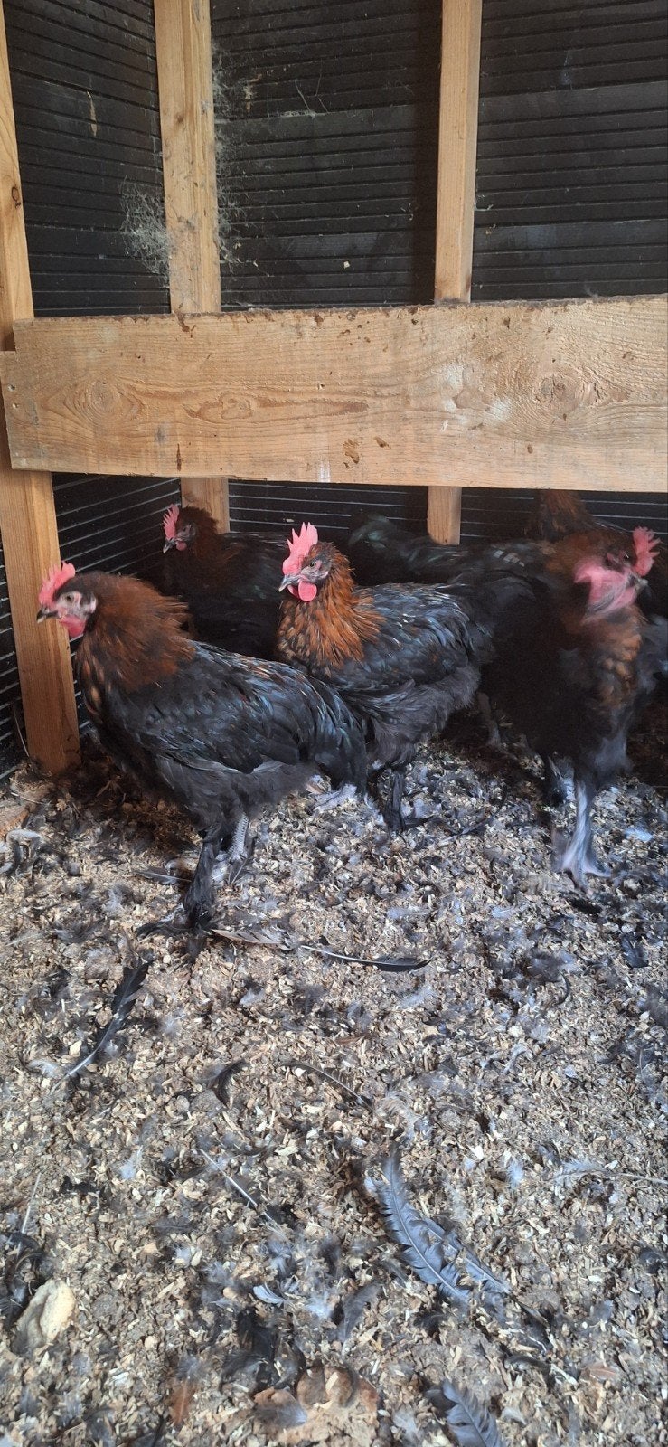 Marans kippen, Ophalen of Verzenden, Kippenhok of Kippenren