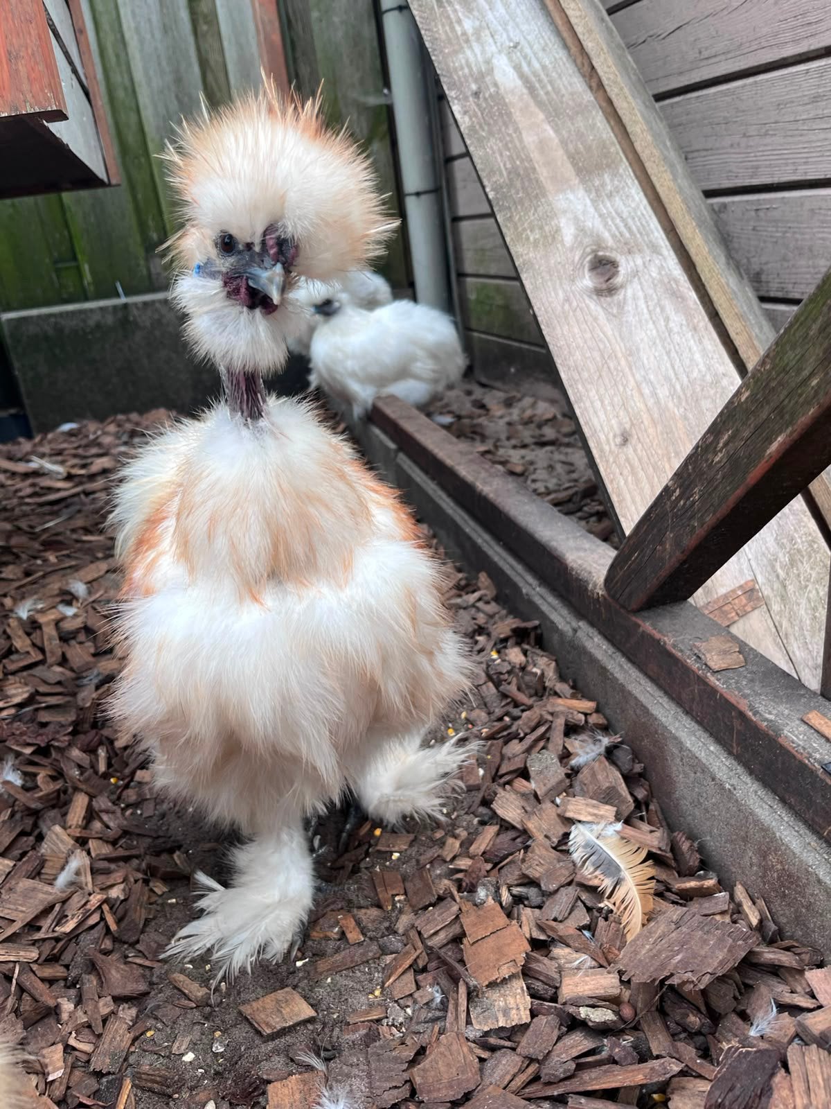 Showgirl jonge haan, Dieren en Toebehoren, Pluimvee, Mannelijk, Kip